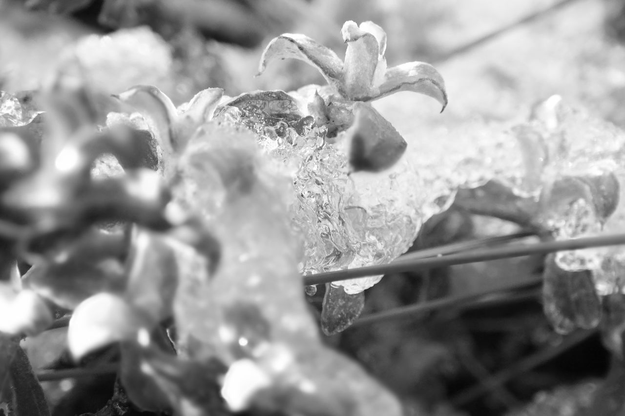 CLOSE-UP OF WATER DROPS ON FLOWERING PLANT