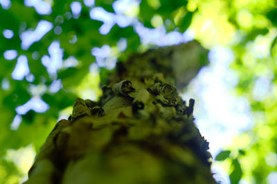 Low angle view of moss on tree trunk