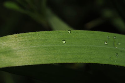 Close-up of raindrops on leaf