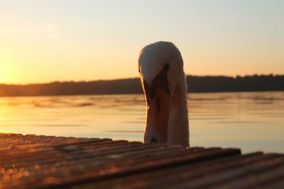 Skull of a swan against sky during sunset 