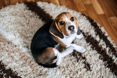 Puppy diseases, common illnesses to watch for in puppies. sick beagle puppy is lying on dog bed 