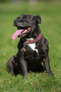 Black dog sticking out tongue on field
