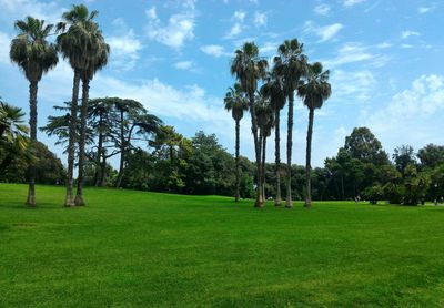 Palm trees on field against sky