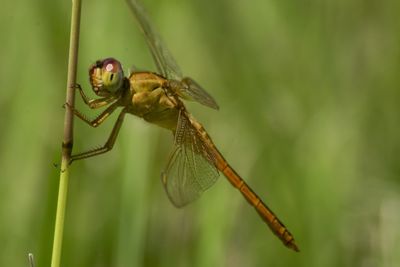 Close-up of dragonfly on leaf