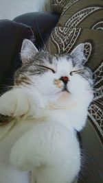 Close-up portrait of cat relaxing on sofa at home