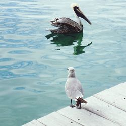 High angle view of seagull perching on a lake