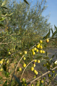 Close-up of fruit growing on tree