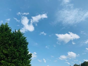 Low angle view of trees against blue sky