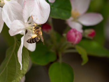 Close-up of bee pollinating on flower