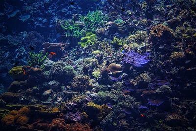 Fish swimming in sea