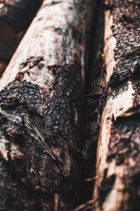 Close-up of tree trunk in forest