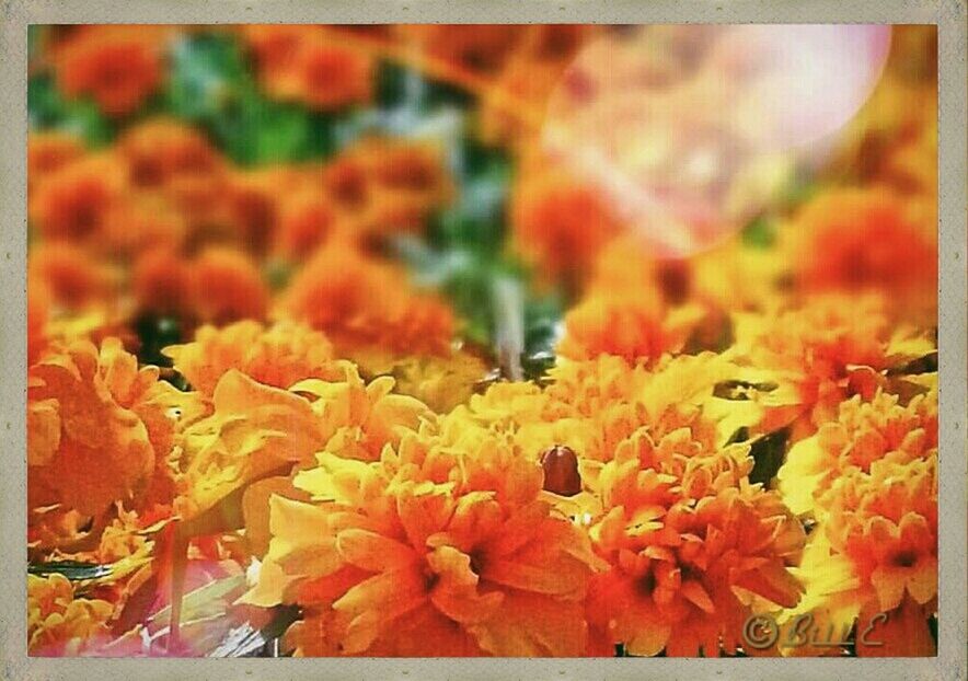 transfer print, auto post production filter, orange color, autumn, multi colored, change, close-up, flower, yellow, focus on foreground, season, nature, fragility, selective focus, vibrant color, beauty in nature, leaf, red, day, no people