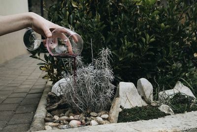 Cropped hand pouring red wine on plant