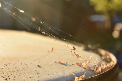 Close-up of spider web on metal