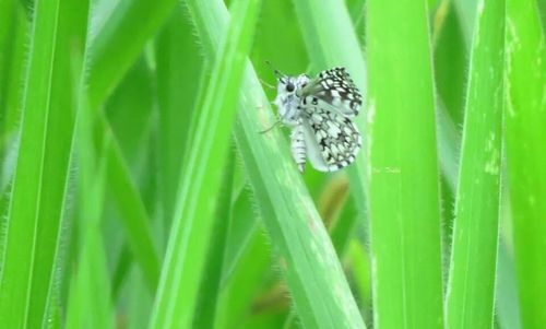 Close-up of insect on leaf