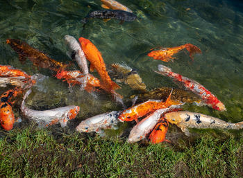 View of koi fish in lake