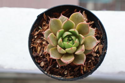 High angle view of succulent plant in pot