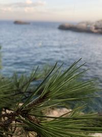 Close-up of plant in sea