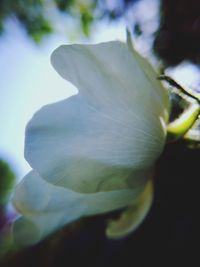 Close-up of flowering plant