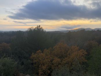 Scenic view of trees against sky during sunset