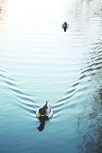 High angle view of duck swimming in lake