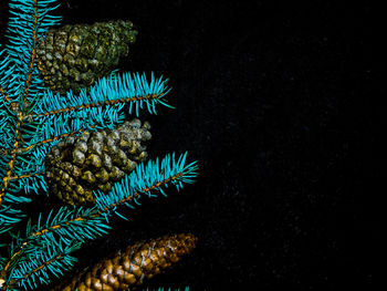 Close-up of coral in sea