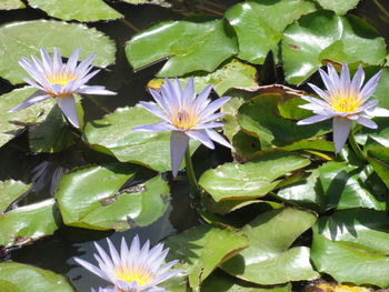 High angle view of purple flowering plants