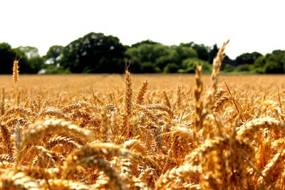 Close-up of wheat growing on field against sky