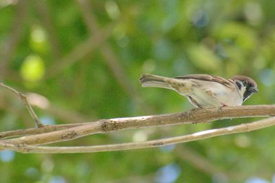 Close-up of bird perching on tree