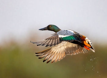 bird
