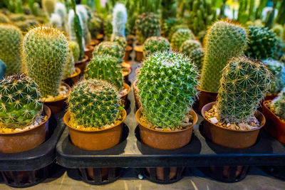 Close-up of succulent plants in greenhouse