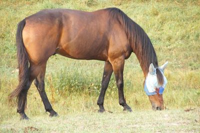 Horses grazing in a field