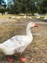 Close-up of a bird on field