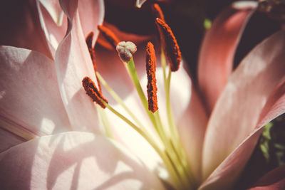 Close-up of red flowering plant