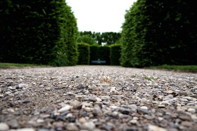 Surface level of road amidst trees against clear sky