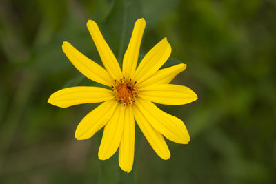 Close-up of yellow flower