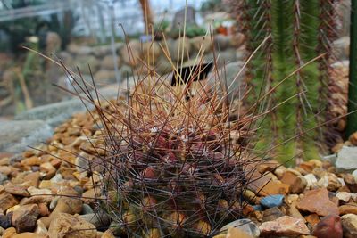 Close-up of cactus