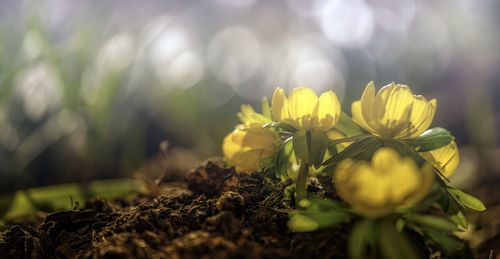 Close-up of yellow flowers