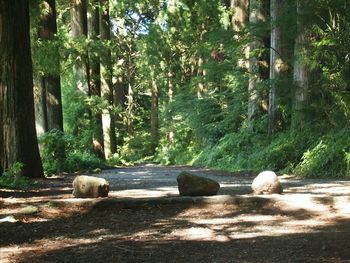 View of sheep in forest