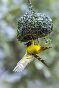 Close-up of bird on nest