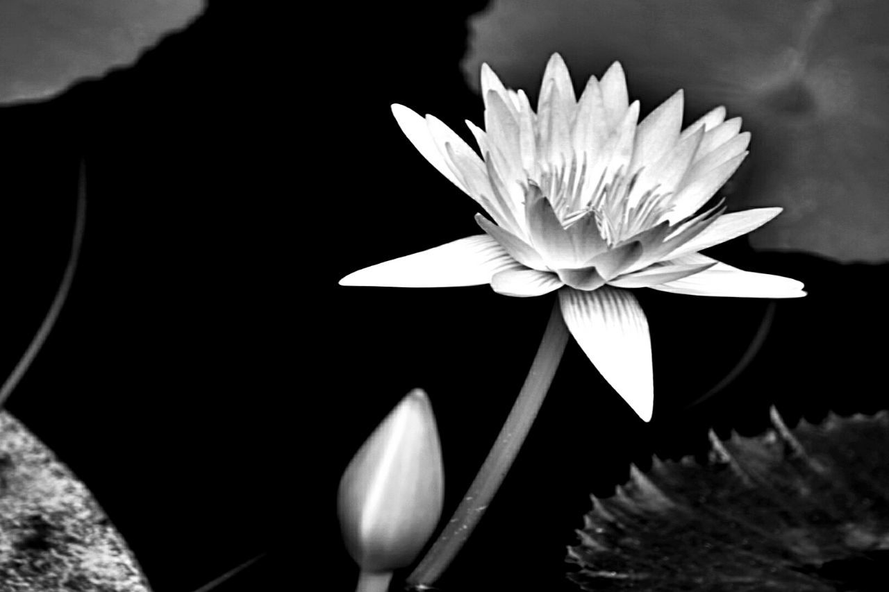 flower, petal, freshness, flower head, fragility, beauty in nature, white color, single flower, growth, close-up, nature, blooming, plant, pollen, water lily, focus on foreground, daisy, pond, stem, lotus water lily