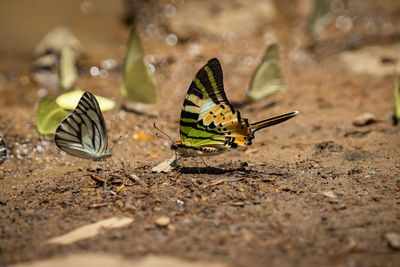 Butterfly on ground