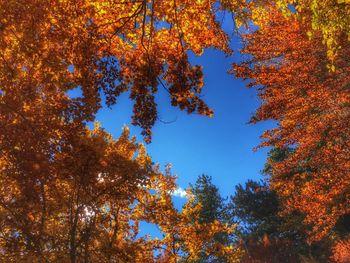 Low angle view of trees against sky during autumn