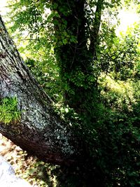 Trees in forest