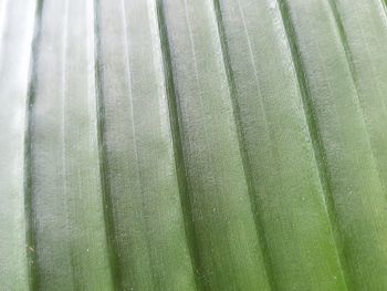 Full frame shot of palm leaf