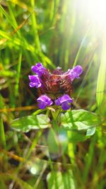 Close-up of insect on purple flower