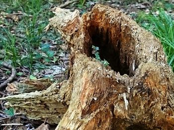 Close-up of wood