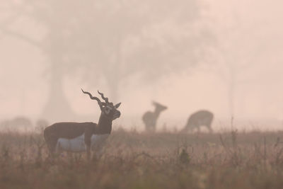 View of deer on field against sky