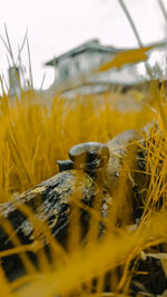 Close-up of bee on yellow leaf
