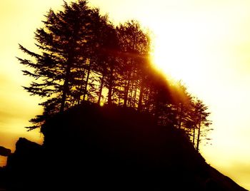 Silhouette of trees at sunset